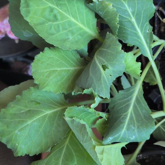 Photo of the plant species Collard Greens by @WhizGrass34 named Luna on Greg, the plant care app