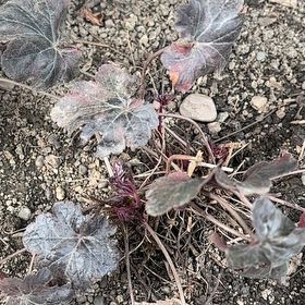 Photo of the plant species Coral Bells by @Logster16 named Mando on Greg, the plant care app