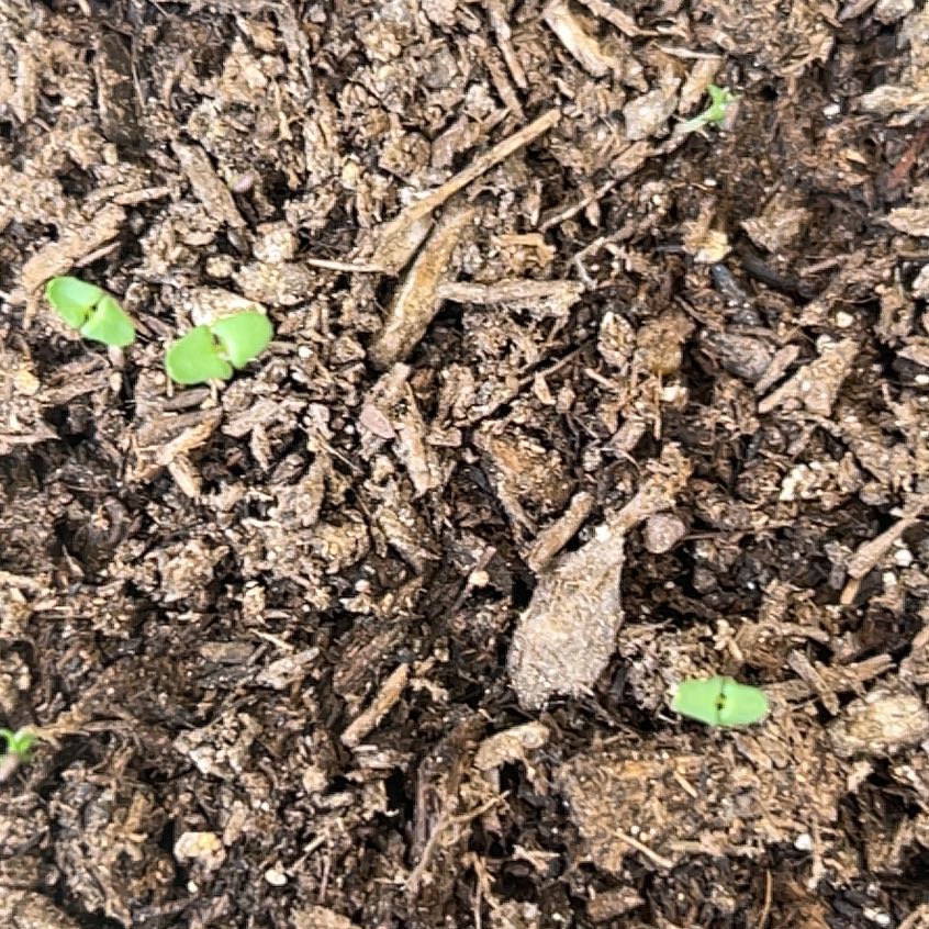 Photo of the plant species Indian Lettuce by @BossWhitestar13 named Rosa on Greg, the plant care app