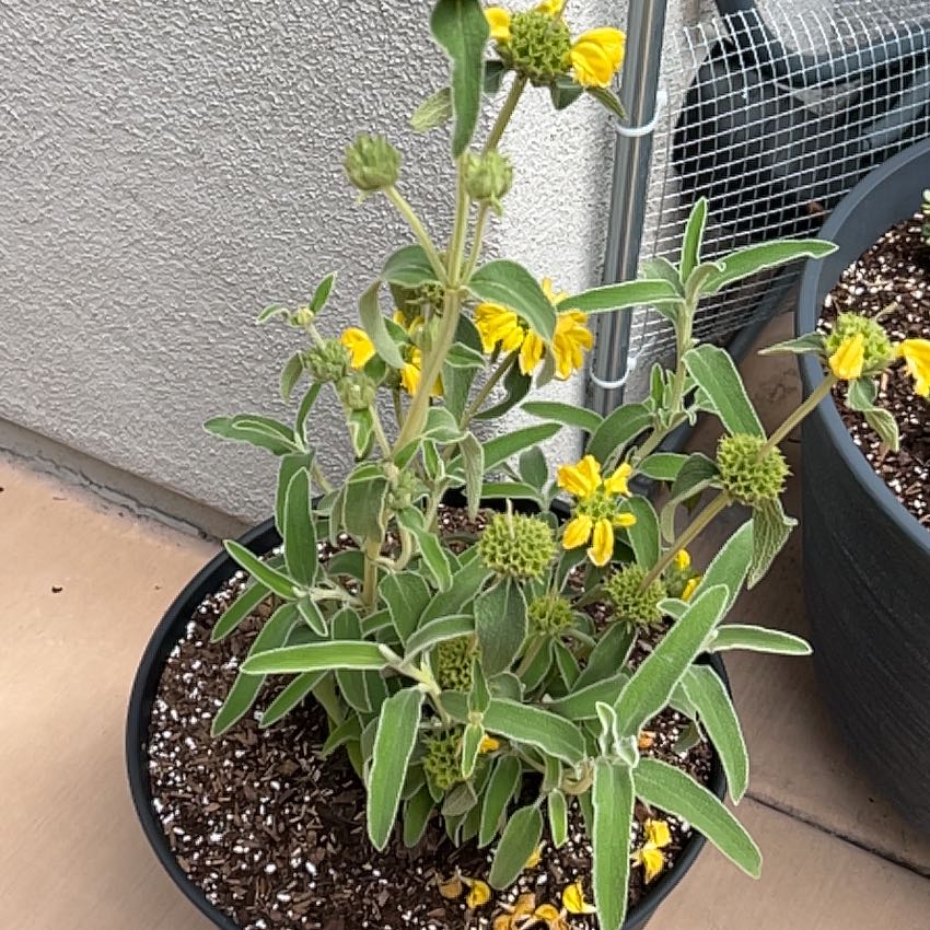 Photo of the plant species Jerusalem Sage by @WinGasteria27 named James Dean on Greg, the plant care app