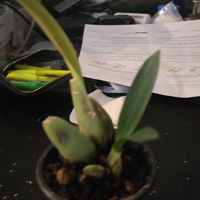Photo of the plant species Oncidium Twinkle by @AbleRedhill22 named Athena on Greg, the plant care app