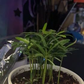 Photo of the plant species Podocarpus Plant by @LoyallyGinger90 named Shakira on Greg, the plant care app
