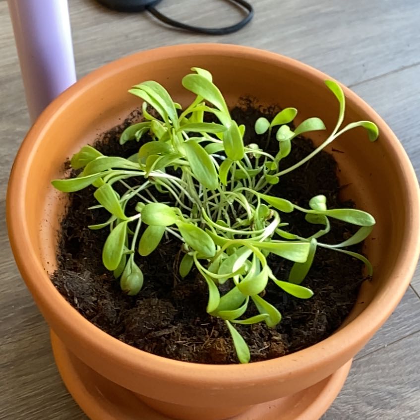 Photo of the plant species Marigold by @LovelyCorrea23 named Goudlokje on Greg, the plant care app