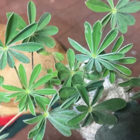 Photo of the plant species Arroyo Lupine by @FitYuzu93 named Scarlett on Greg, the plant care app