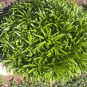 Photo of the plant species Easter Lily by @FitYuzu93 named Spike Leaves on Greg, the plant care app