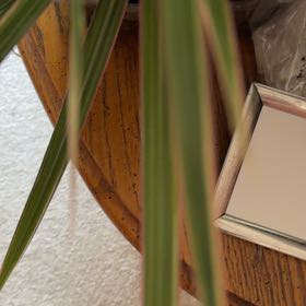 Photo of the plant species Cogon Grass by @RoundFlatpea46 named Pax on Greg, the plant care app