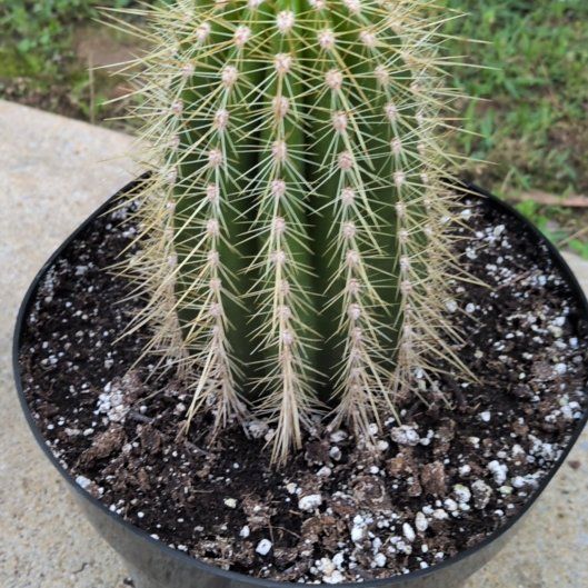 Photo of the plant species Trichocereus poco by @AgileBlueash44 named Marley on Greg, the plant care app