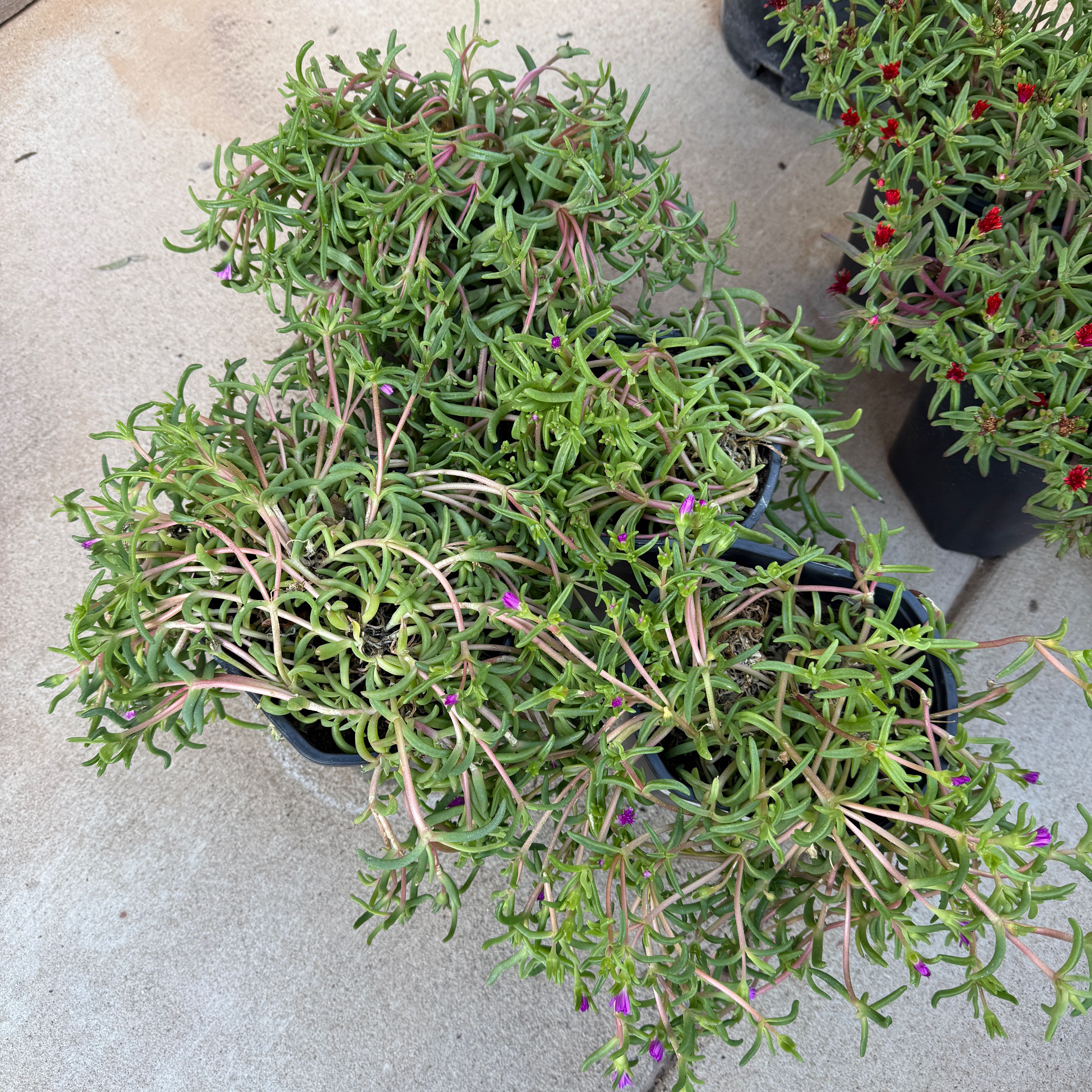Photo of the plant species Purple Ice Plant by @GreatWasabi45 named Eva on Greg, the plant care app
