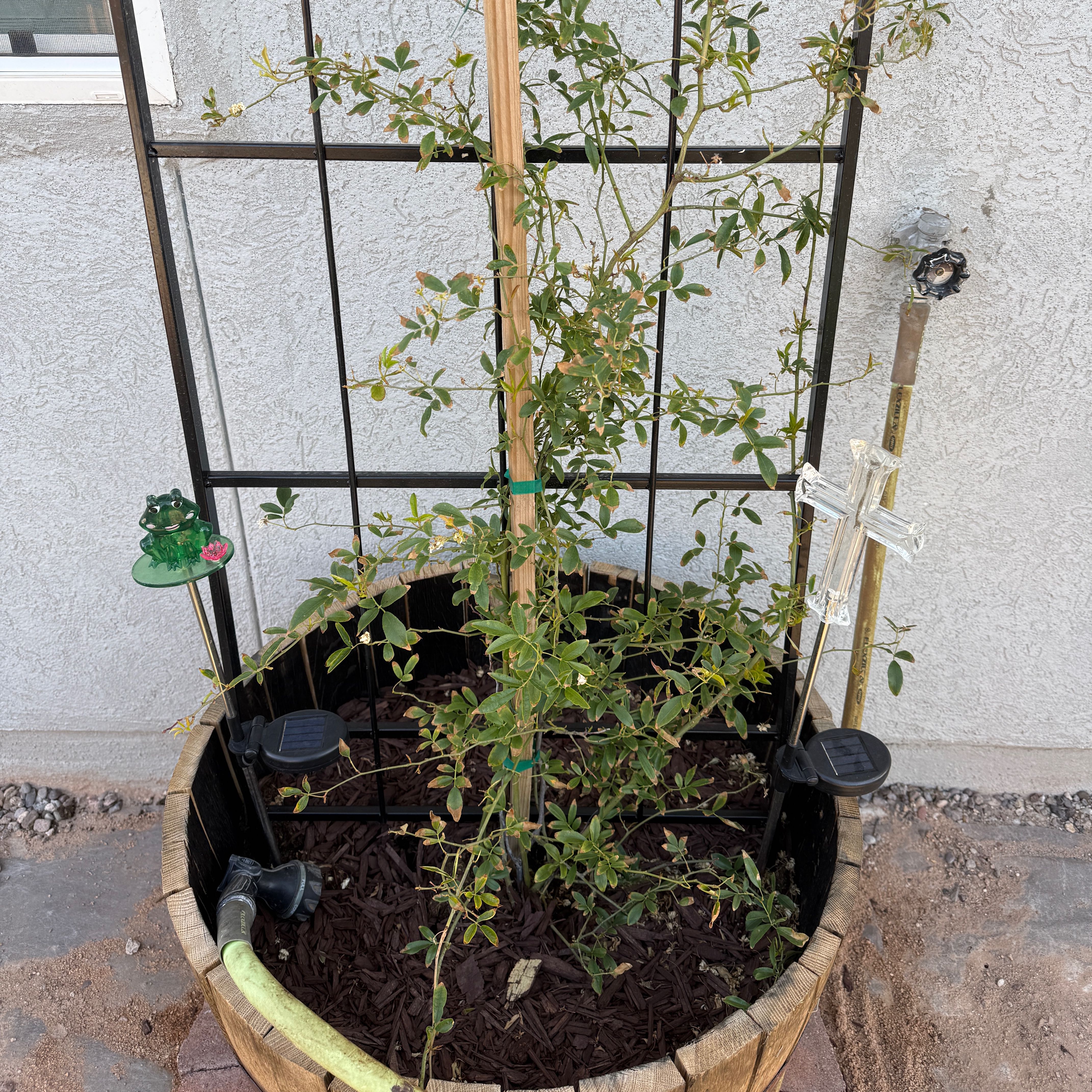 Photo of the plant species Yellow Climbing Rose by @GreatWasabi45 named Gregarious on Greg, the plant care app