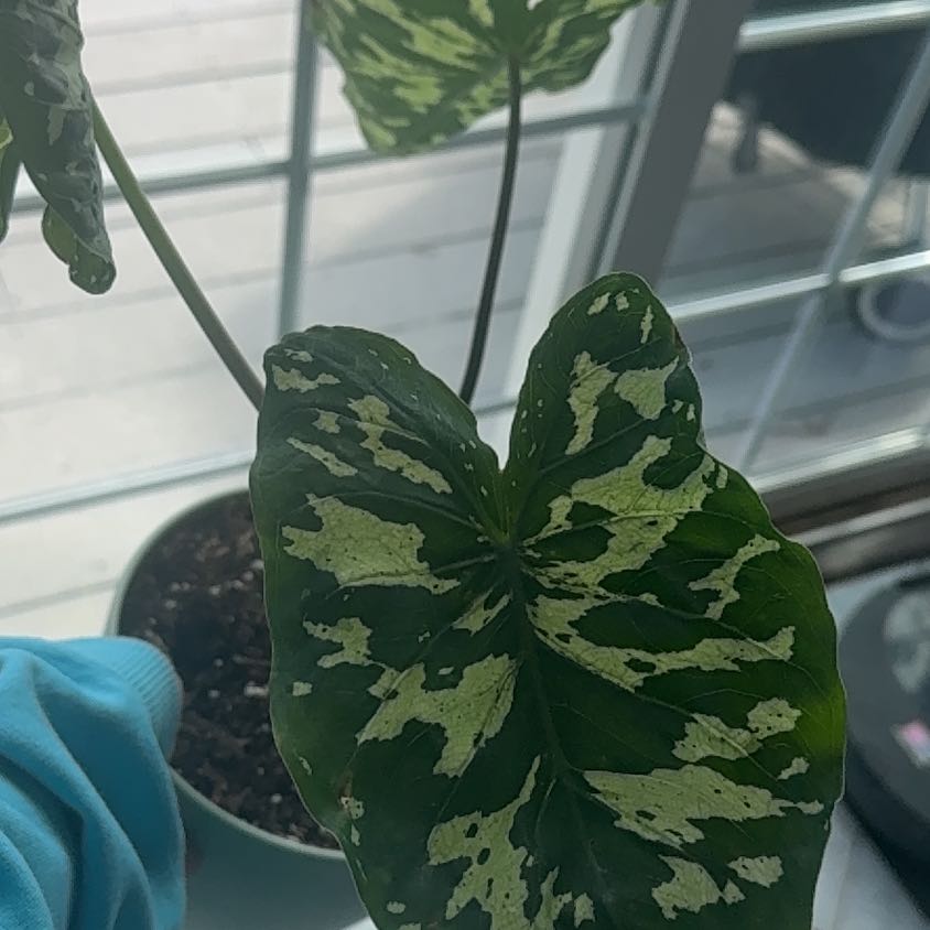 Photo of the plant species Alocasia by @ForrealMira18 named Peter Parker on Greg, the plant care app