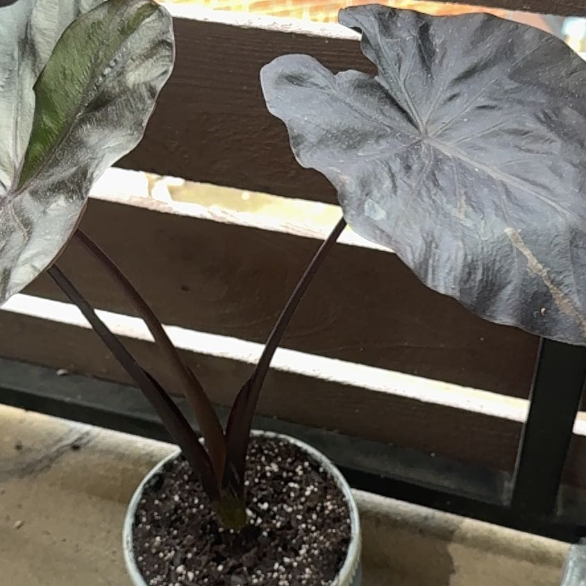 Photo of the plant species Taro by @BossCapeweed36 named Morgan Treeman on Greg, the plant care app