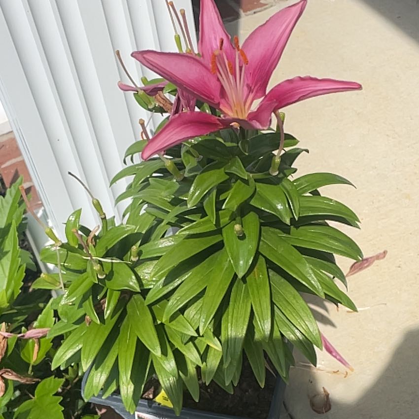 Photo of the plant species asiatic lily by @MaestroPukatea7 named Bella on Greg, the plant care app