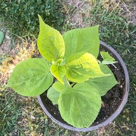 Photo of the plant species Crimsoneyed Rosemallow by @SportSkypilot66 named Morgan Treeman on Greg, the plant care app