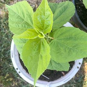 Photo of the plant species Crimsoneyed Rosemallow by @SportSkypilot66 named Mollie on Greg, the plant care app