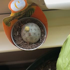 Photo of the plant species Boobie Cactus by @ZealCamphor11 named da Vinci on Greg, the plant care app