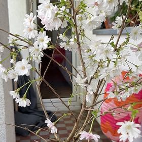Photo of the plant species Japanese Flowering Cherry by @ZingMangeao73 named Kardashian on Greg, the plant care app