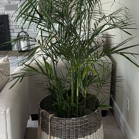 Photo of the plant species Bamboo Palm by @MaestroRosea47 named Morgan Treeman on Greg, the plant care app