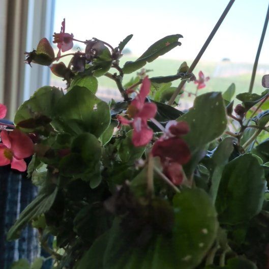 Photo of the plant species Wax Begonia by @FunFicus86 named Bella on Greg, the plant care app