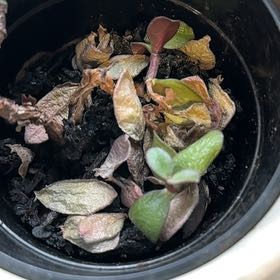 Photo of the plant species Jade Succulant by @ForeverKiekie58 named Gomez on Greg, the plant care app