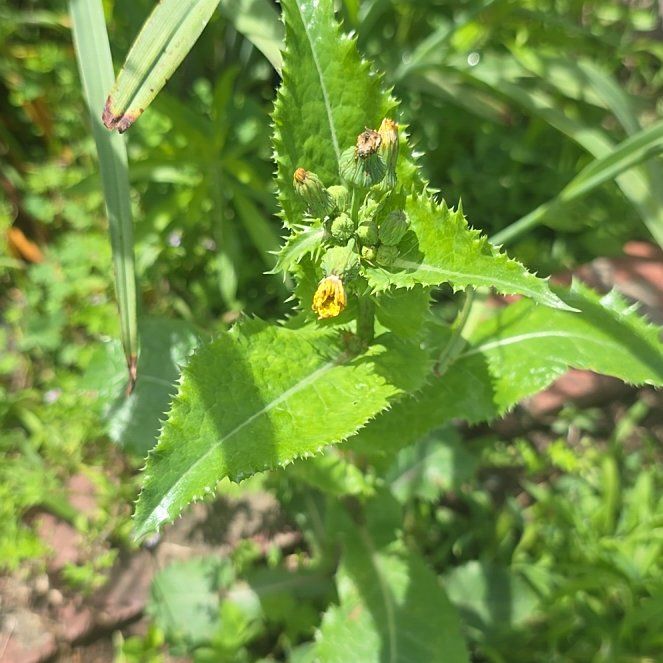 Photo of the plant species Spiny Sowthistle by @LordlyKoa12 named Madonna on Greg, the plant care app