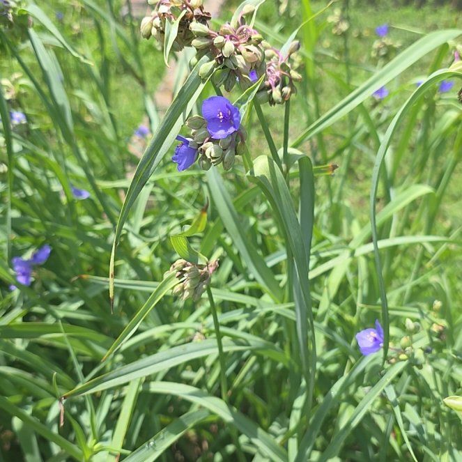 Photo of the plant species Ohio Spiderwort by @LordlyKoa12 named Diana on Greg, the plant care app