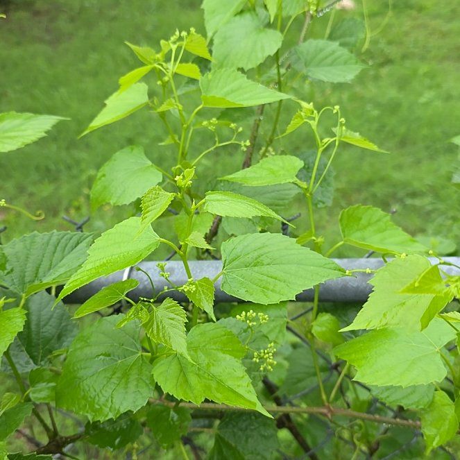 Photo of the plant species False Grape by @LordlyKoa12 named Elina on Greg, the plant care app