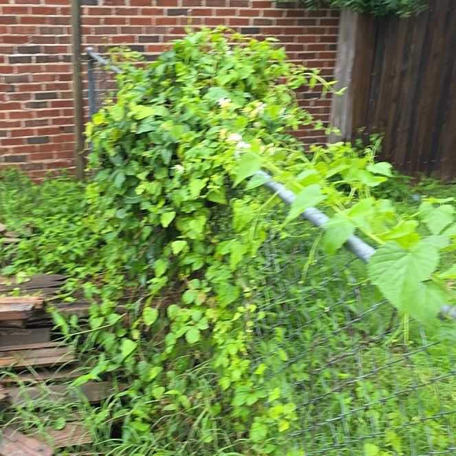 Photo of the plant species White Mulberry by @LordlyKoa12 named Sigmund on Greg, the plant care app