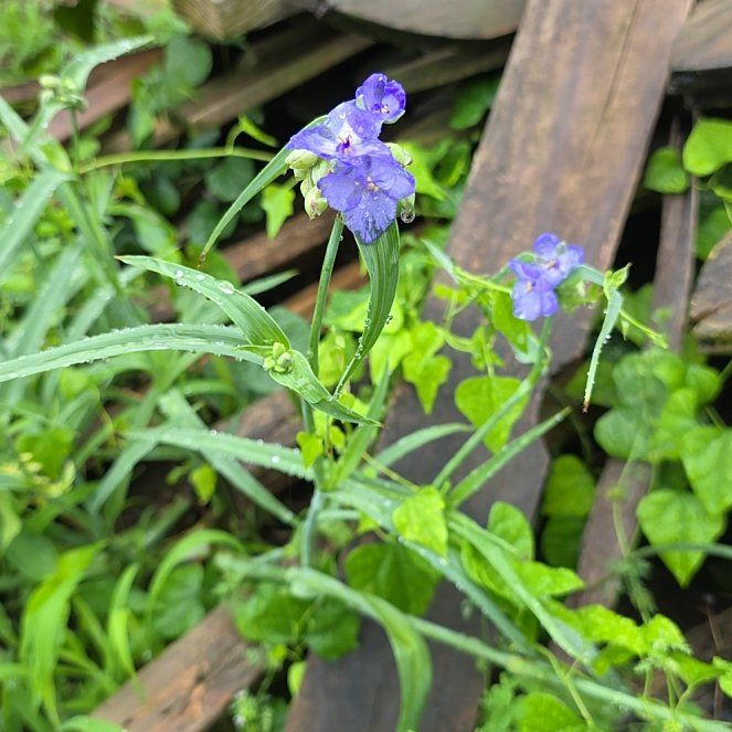Photo of the plant species Ohio Spiderwort by @LordlyKoa12 named Rosa on Greg, the plant care app