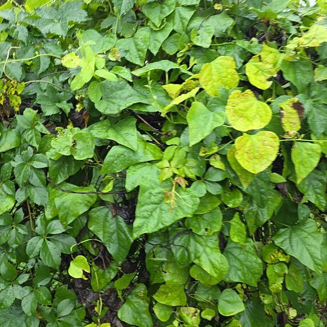 Photo of the plant species Fetid Passionflower by @LordlyKoa12 named Rainier on Greg, the plant care app