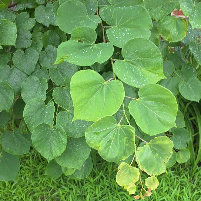 Photo of the plant species Mexican Redbud by @LordlyKoa12 named Lola on Greg, the plant care app