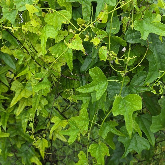 Photo of the plant species Creeping Cucumber by @LordlyKoa12 named Aria on Greg, the plant care app