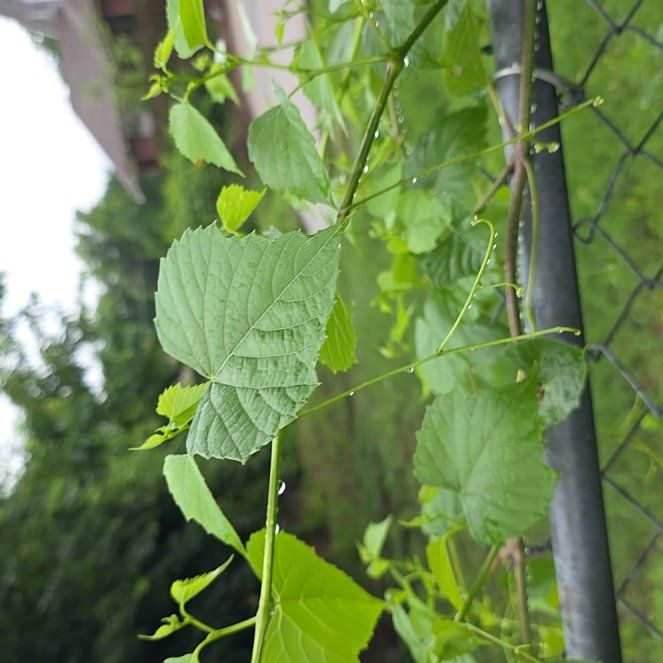 Photo of the plant species False Grape by @LordlyKoa12 named Orwell on Greg, the plant care app