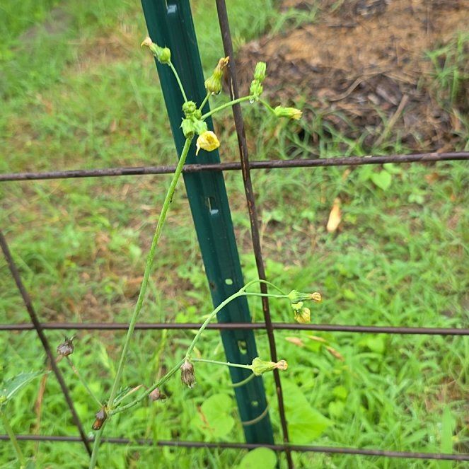 Photo of the plant species Mississippi Loosestrife by @LordlyKoa12 named Spike Leaves on Greg, the plant care app
