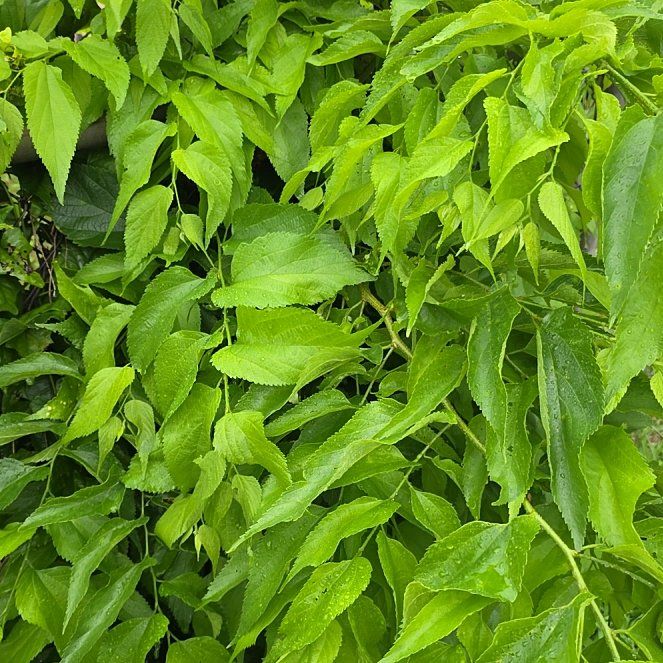 Photo of the plant species European Hackberry by @LordlyKoa12 named Queen on Greg, the plant care app