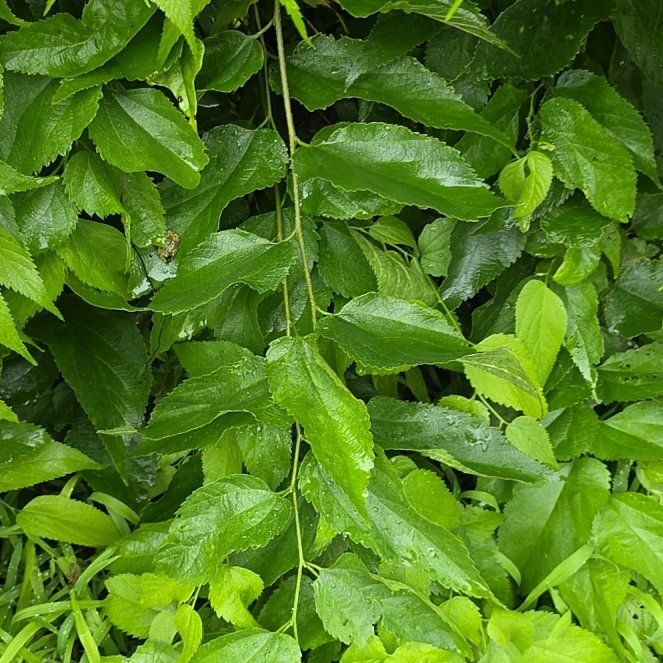 Photo of the plant species Western Hackberry by @LordlyKoa12 named Tolkien on Greg, the plant care app