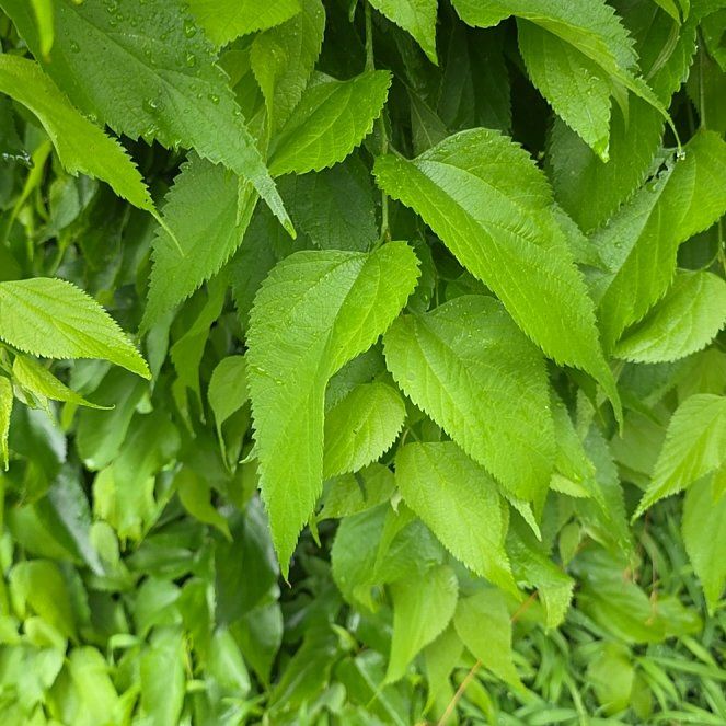 Photo of the plant species European Hackberry by @LordlyKoa12 named Sir Plancelot on Greg, the plant care app