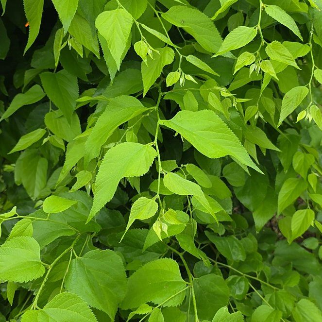 Photo of the plant species Western Hackberry by @LordlyKoa12 named da Vinci on Greg, the plant care app