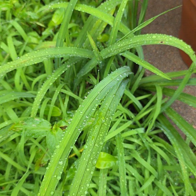 Photo of the plant species Cretan Brake by @LordlyKoa12 named Planty on Greg, the plant care app