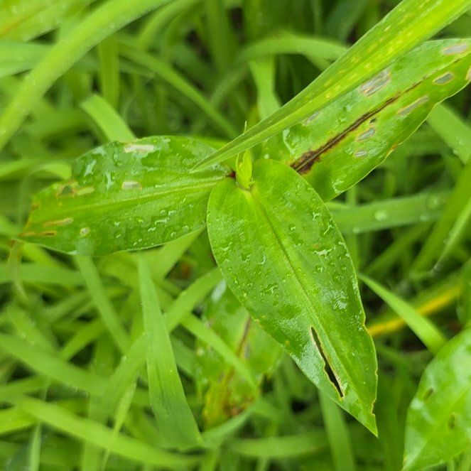 Photo of the plant species Asiatic Dayflower by @LordlyKoa12 named Homer on Greg, the plant care app