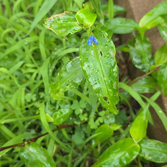 Photo of the plant species Asiatic Dayflower by @LordlyKoa12 named Pax on Greg, the plant care app