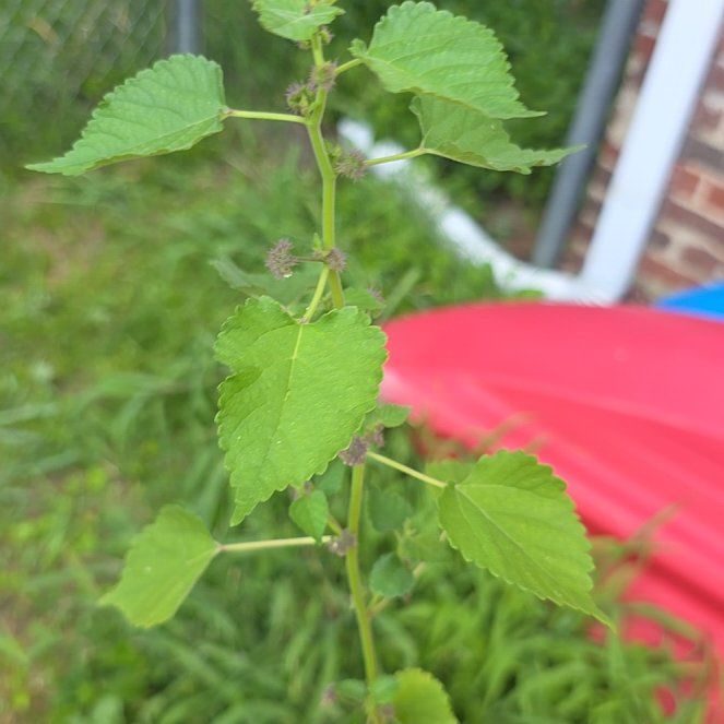 Photo of the plant species Crabweed by @LordlyKoa12 named Prince on Greg, the plant care app