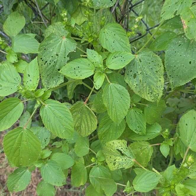 Photo of the plant species Hornbeam Copperleaf by @LordlyKoa12 named Bieber on Greg, the plant care app