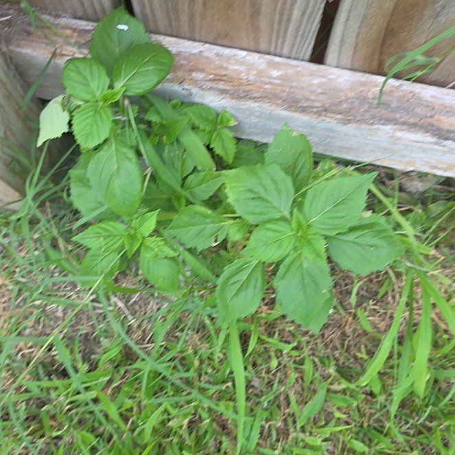 Photo of the plant species Hornbeam Copperleaf by @LordlyKoa12 named Luna on Greg, the plant care app