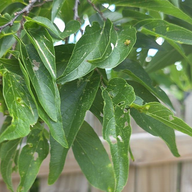 Photo of the plant species Horse-Apple by @LordlyKoa12 named Delilah on Greg, the plant care app