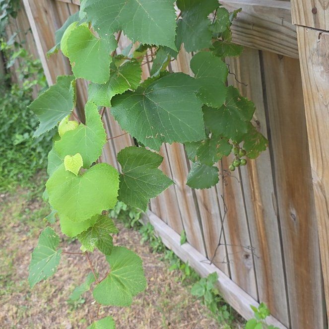 Photo of the plant species Wine Grape by @LordlyKoa12 named Bella on Greg, the plant care app