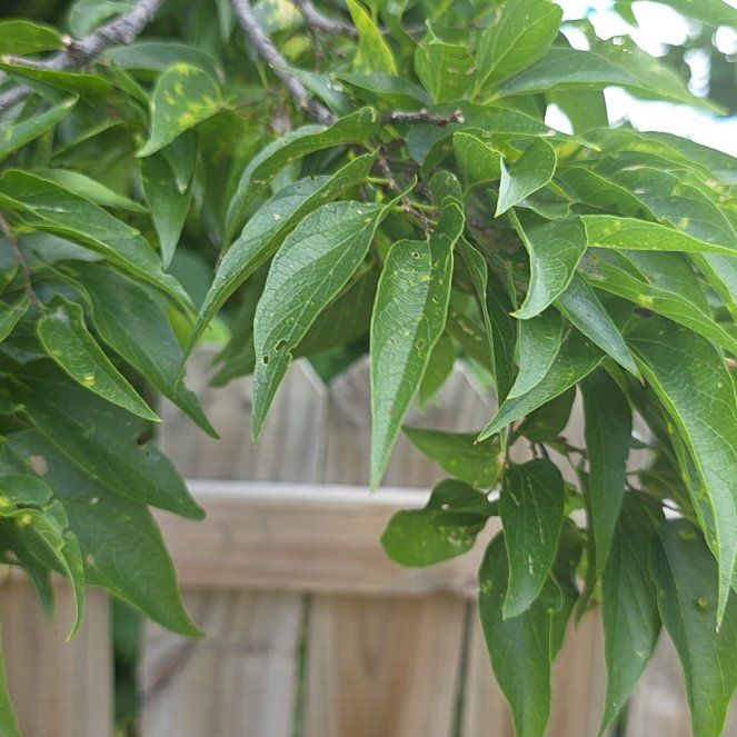 Photo of the plant species Horse-Apple by @LordlyKoa12 named Mando on Greg, the plant care app