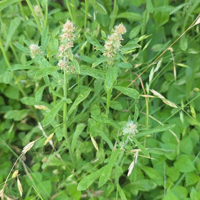 Photo of the plant species Horse Mint by @LordlyKoa12 named Kardashian on Greg, the plant care app