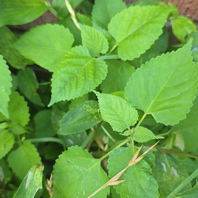 Photo of the plant species Crabweed by @LordlyKoa12 named Doja Cat on Greg, the plant care app