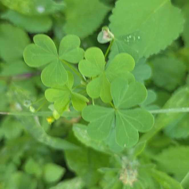 Photo of the plant species Common Yellow Woodsorrel by @LordlyKoa12 named Taylor Swift on Greg, the plant care app