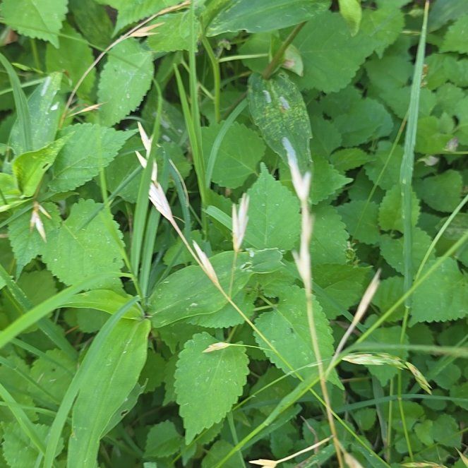 Photo of the plant species False Oat-Grass by @LordlyKoa12 named Austen on Greg, the plant care app
